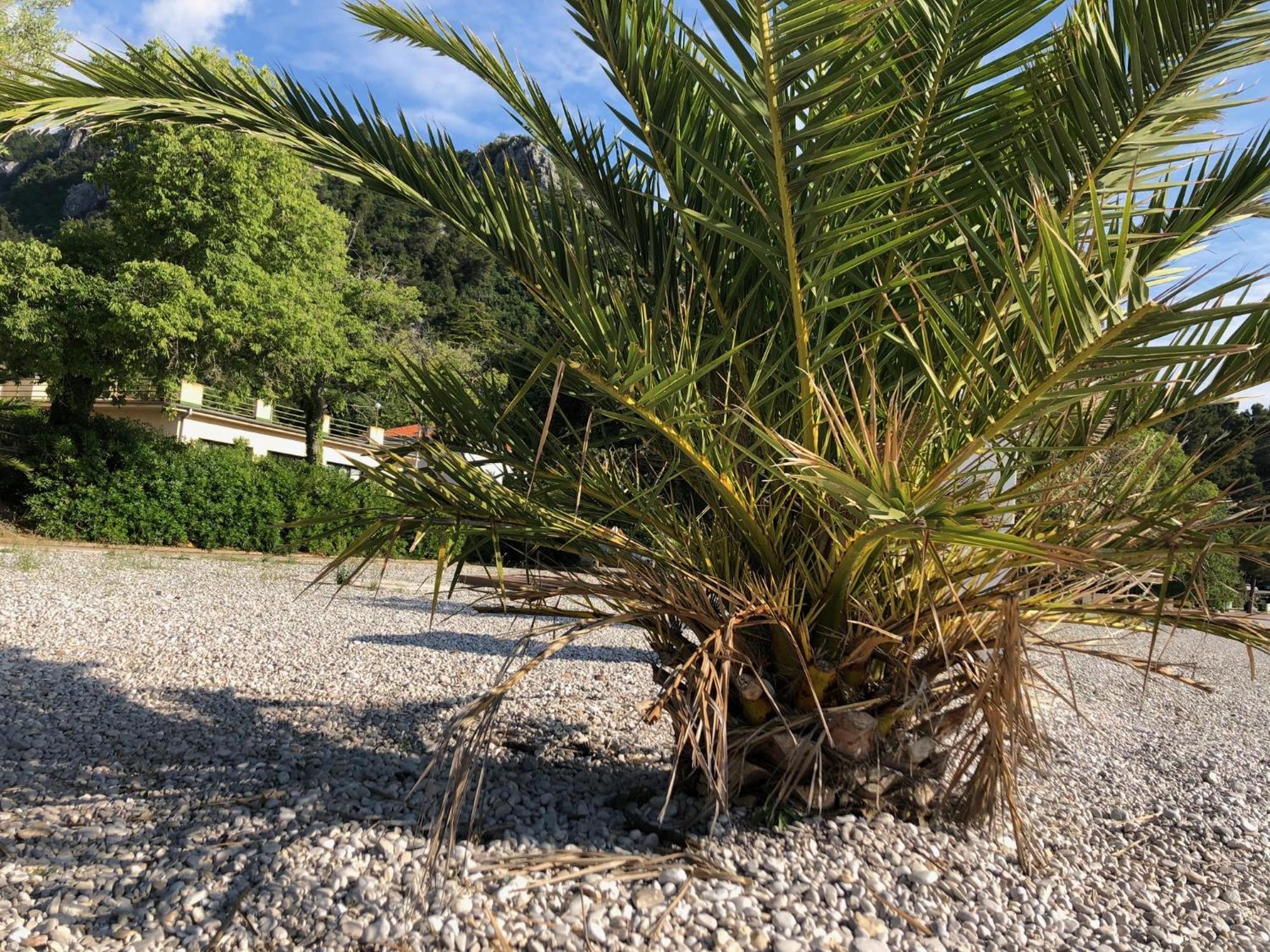 Villa Sabine Apartment Losinj Медвея Екстериор снимка